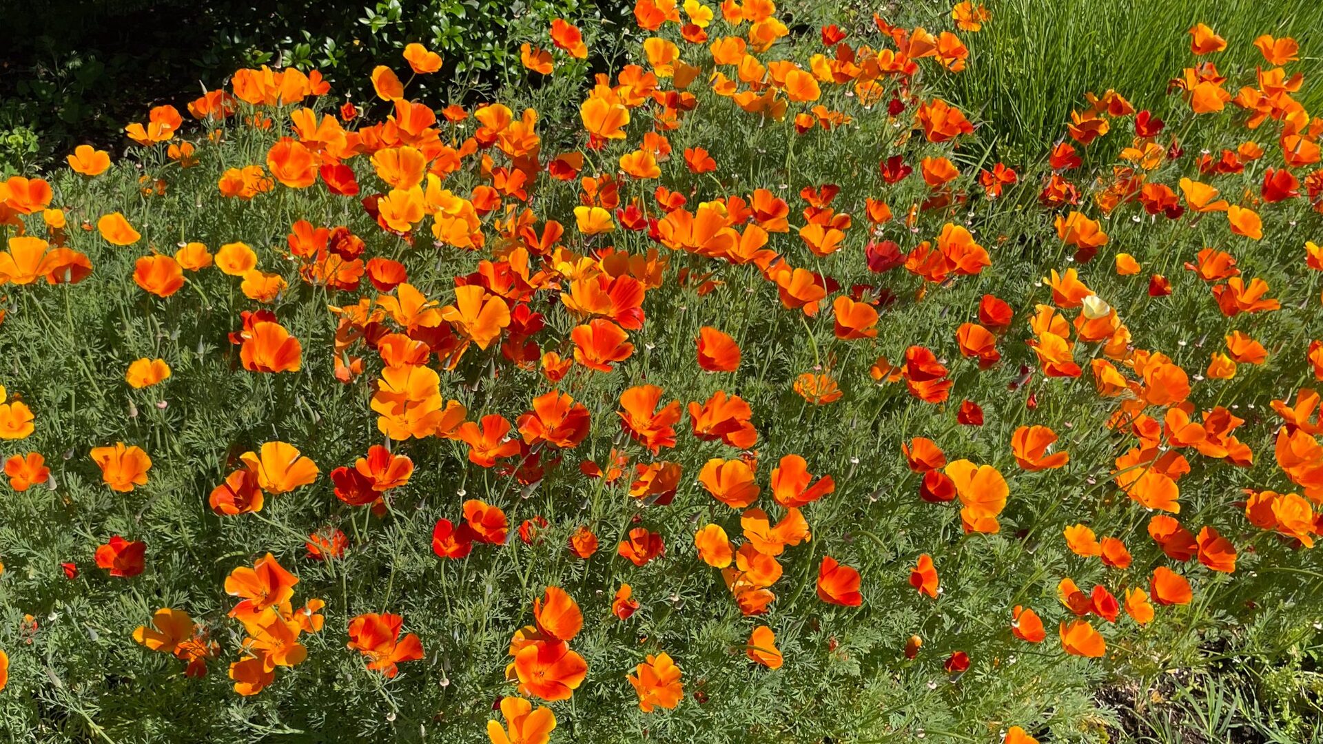 Blühwiesen – Aivisto