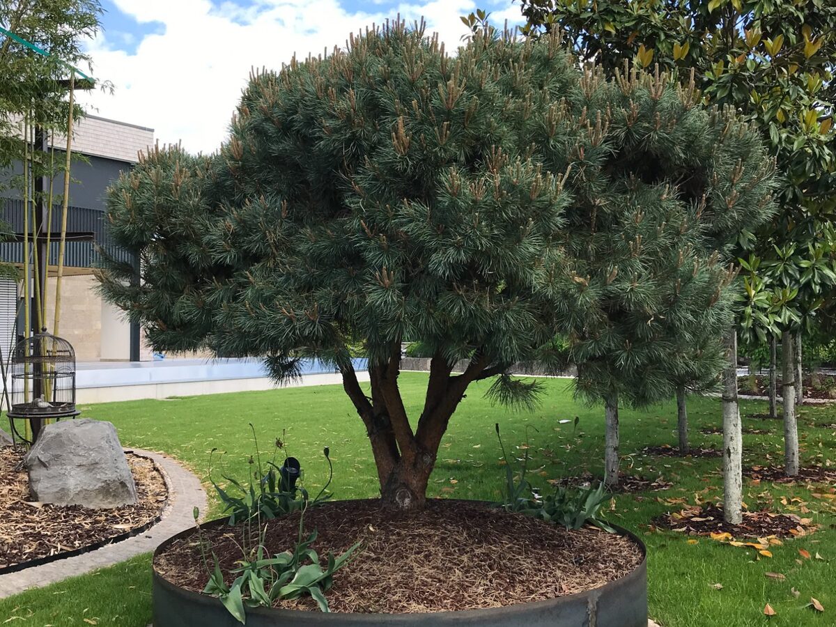 Solitär – Bäume – Aivisto