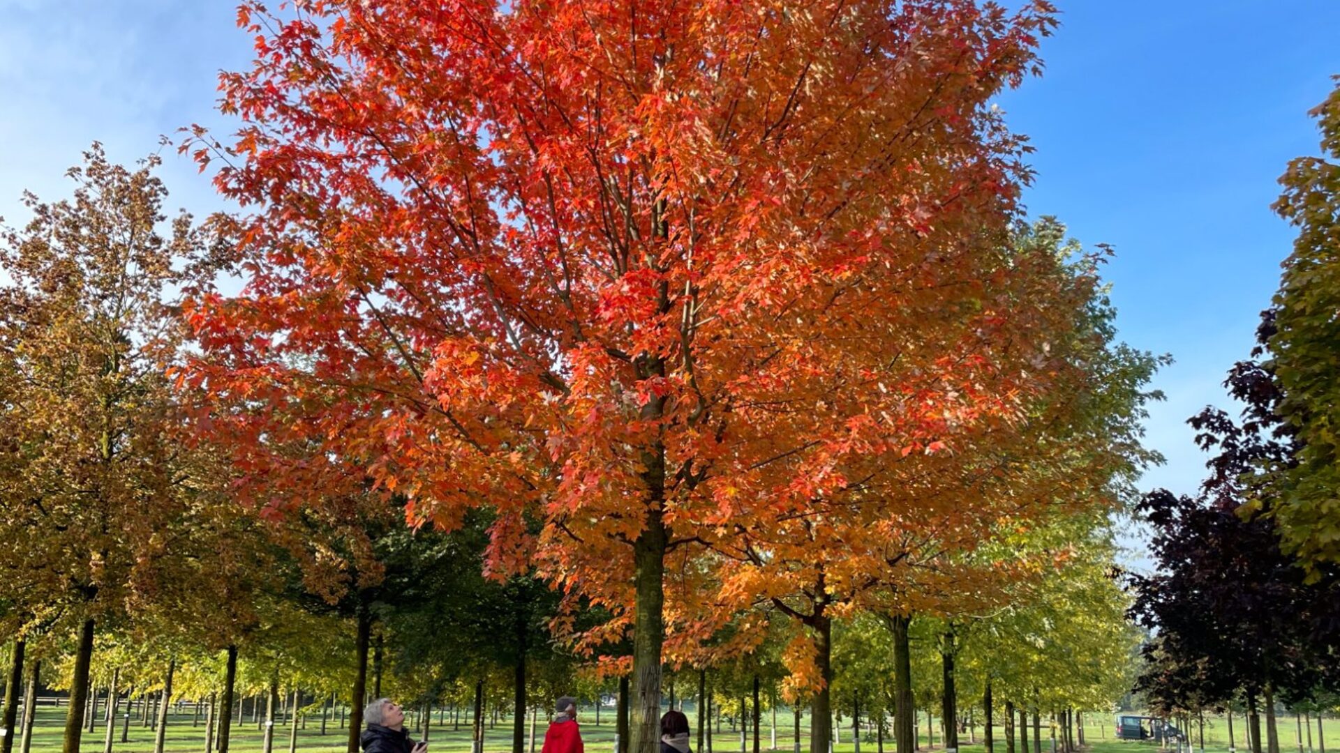 Solitär-Bäume – Aivisto